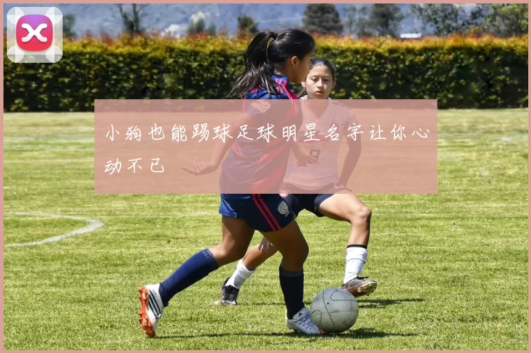 小狗也能踢球足球明星名字让你心动不已